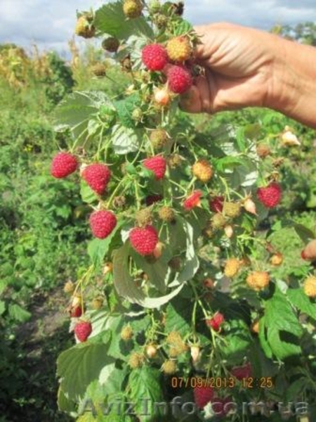 Продам рассаду малины - <ro>Изображение</ro><ru>Изображение</ru> #1, <ru>Объявление</ru> #1157502