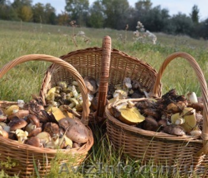 Экологический отдых на базе отдыха Орельский Двор. - <ro>Изображение</ro><ru>Изображение</ru> #6, <ru>Объявление</ru> #1182104