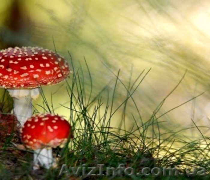 Живописные пейзажи для Вашей фотосессии. - <ro>Изображение</ro><ru>Изображение</ru> #6, <ru>Объявление</ru> #1182192