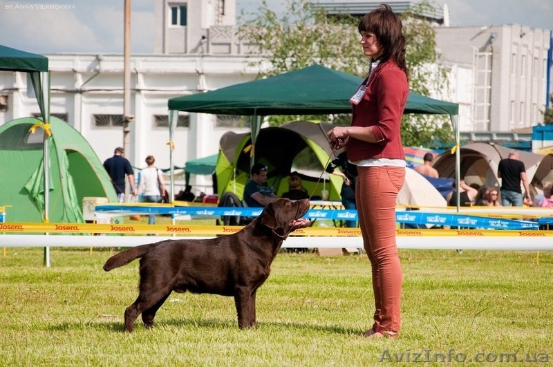 Титулованный Лабрадор для вязок - <ro>Изображение</ro><ru>Изображение</ru> #3, <ru>Объявление</ru> #1180902