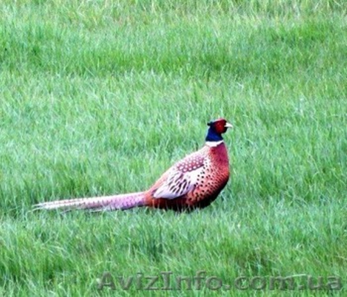 Живописные пейзажи для Вашей фотосессии. - <ro>Изображение</ro><ru>Изображение</ru> #9, <ru>Объявление</ru> #1182192