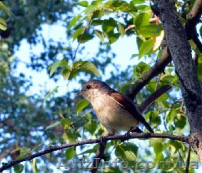Живописные пейзажи для Вашей фотосессии. - <ro>Изображение</ro><ru>Изображение</ru> #7, <ru>Объявление</ru> #1182192