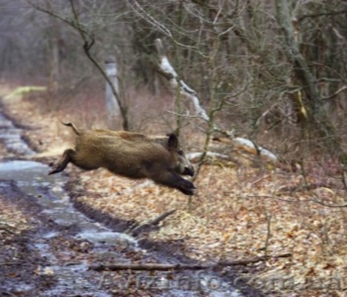 Живописные пейзажи для Вашей фотосессии. - <ro>Изображение</ro><ru>Изображение</ru> #10, <ru>Объявление</ru> #1182192