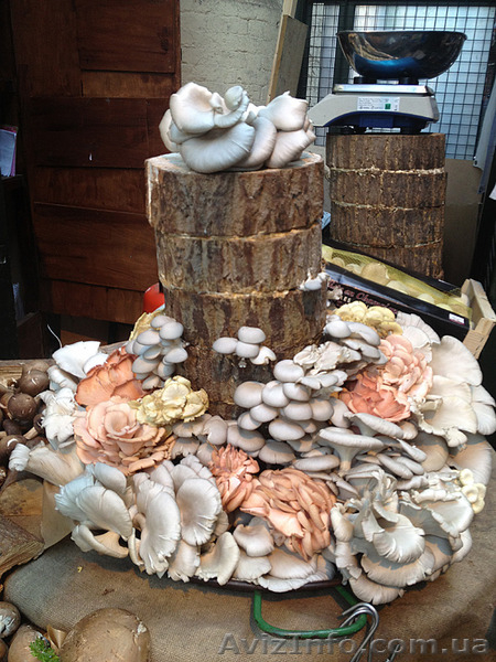 Продажа мицелий шампиньона (печериці), вешенки  (гливи), шиитаке - <ro>Изображение</ro><ru>Изображение</ru> #3, <ru>Объявление</ru> #1192528