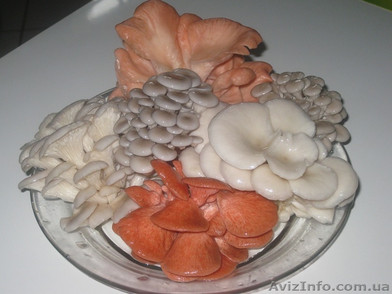 Продажа мицелий шампиньона (печериці), вешенки  (гливи), шиитаке - <ro>Изображение</ro><ru>Изображение</ru> #4, <ru>Объявление</ru> #1192528