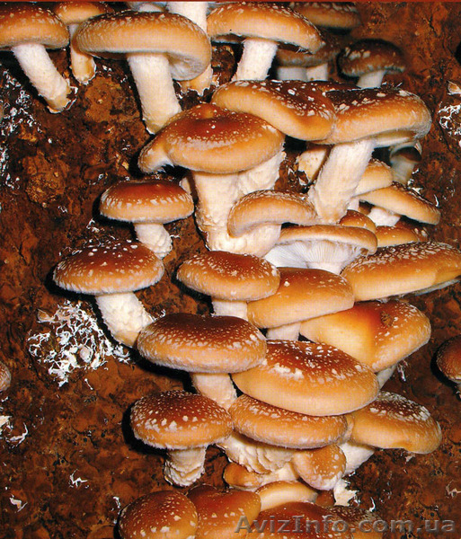 Продажа мицелий шампиньона (печериці), вешенки  (гливи), шиитаке - <ro>Изображение</ro><ru>Изображение</ru> #5, <ru>Объявление</ru> #1192528