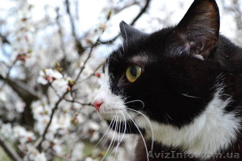 Шелковистая чёрно-белочка Варя ищет дом - <ro>Изображение</ro><ru>Изображение</ru> #3, <ru>Объявление</ru> #1188420