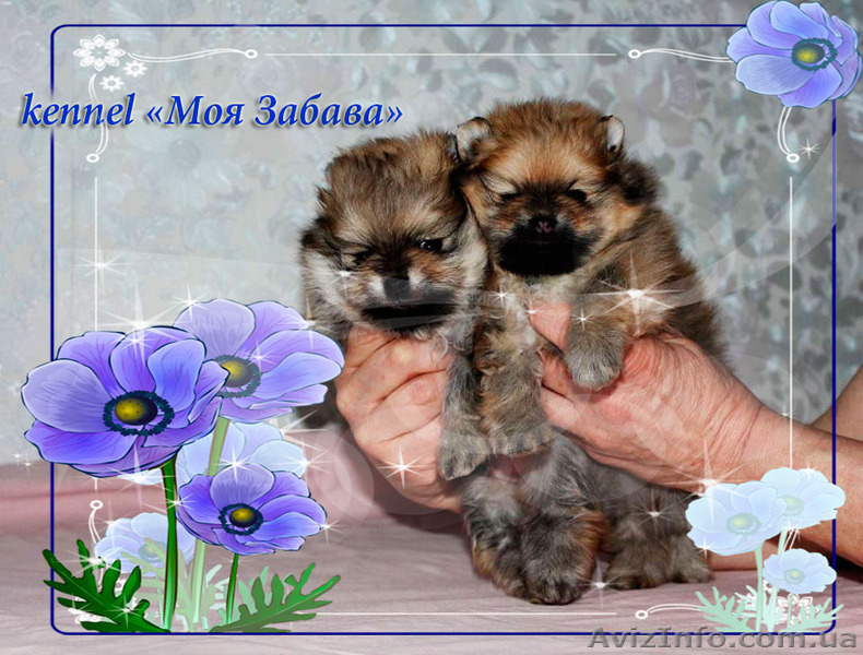  шпиц померанский...Доставка по Украине - <ro>Изображение</ro><ru>Изображение</ru> #4, <ru>Объявление</ru> #372137