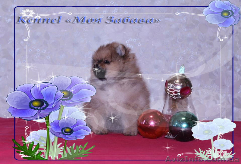  шпиц померанский...Доставка по Украине - <ro>Изображение</ro><ru>Изображение</ru> #3, <ru>Объявление</ru> #372137