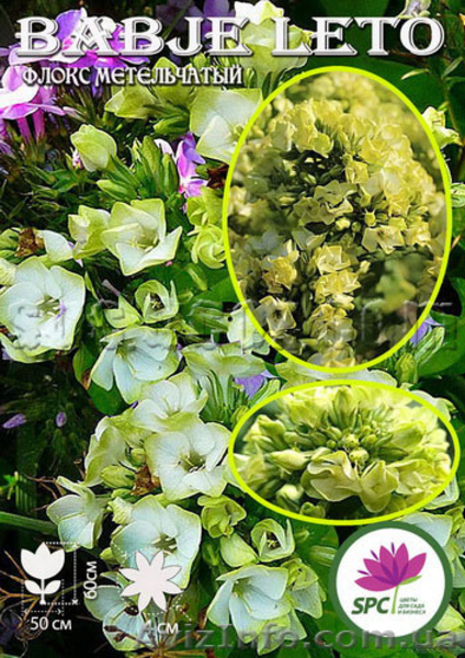 Продам многолетники от производителя - <ro>Изображение</ro><ru>Изображение</ru> #4, <ru>Объявление</ru> #1220413