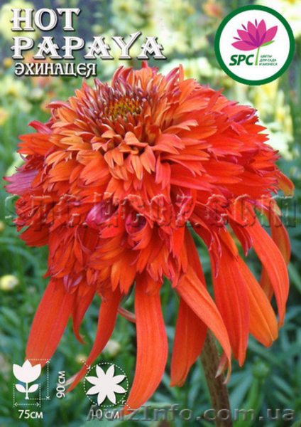 Продам многолетники от производителя - <ro>Изображение</ro><ru>Изображение</ru> #3, <ru>Объявление</ru> #1220413