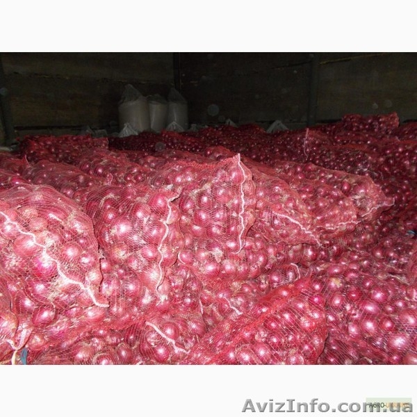 Лук красный и репчатый  оптовая закупка  - <ro>Изображение</ro><ru>Изображение</ru> #2, <ru>Объявление</ru> #1217408