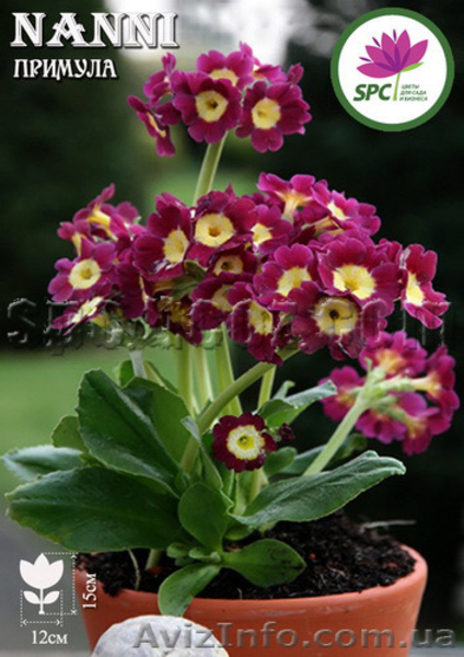 Продам многолетники от производителя - <ro>Изображение</ro><ru>Изображение</ru> #6, <ru>Объявление</ru> #1220413