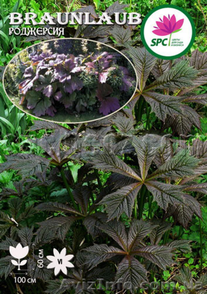 Продам многолетники от производителя - <ro>Изображение</ro><ru>Изображение</ru> #5, <ru>Объявление</ru> #1220413