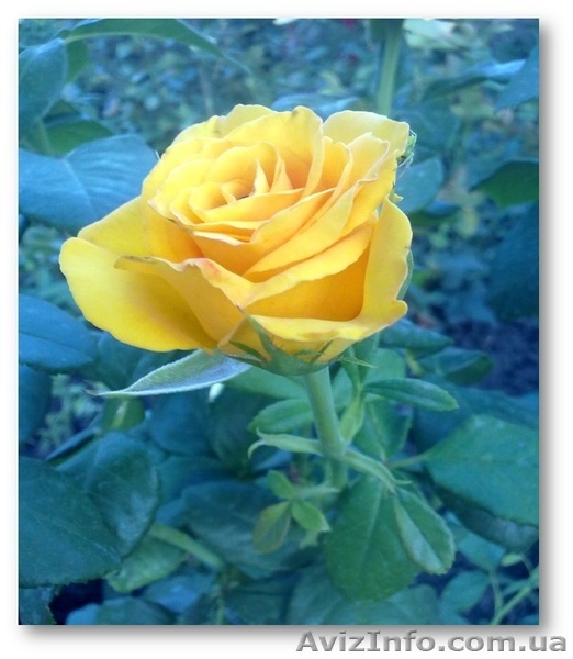 розы,черная и красная смородина,малина и виноград - <ro>Изображение</ro><ru>Изображение</ru> #3, <ru>Объявление</ru> #1251842