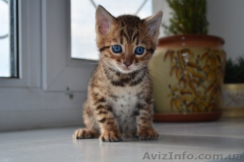 Чистокровные бенгальские котята - <ro>Изображение</ro><ru>Изображение</ru> #3, <ru>Объявление</ru> #1255399