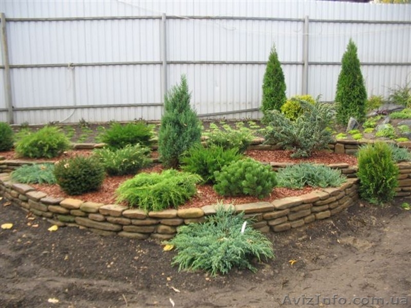 розы,черная и красная смородина,малина и виноград - <ro>Изображение</ro><ru>Изображение</ru> #7, <ru>Объявление</ru> #1251842