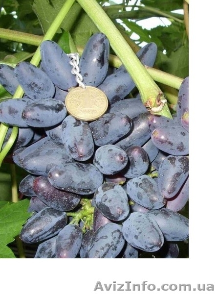 розы,черная и красная смородина,малина и виноград - <ro>Изображение</ro><ru>Изображение</ru> #6, <ru>Объявление</ru> #1251842