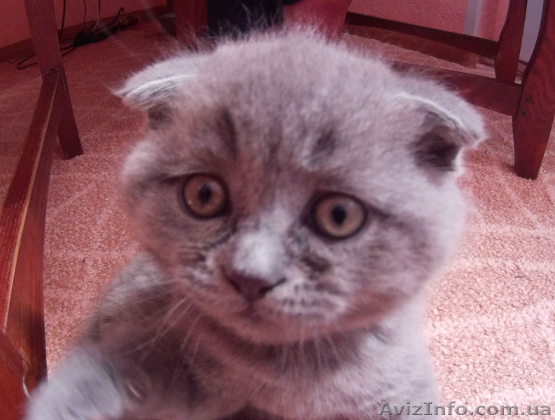 АКЦИЯ!!! Британские котята 300 грн (Днепродзержинск) - <ro>Изображение</ro><ru>Изображение</ru> #3, <ru>Объявление</ru> #1263693