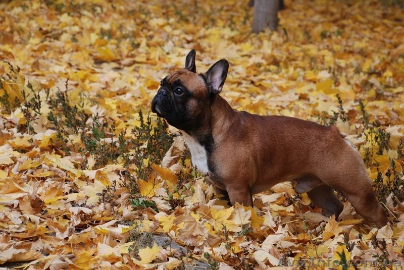 Вязка .Французский бульдог - <ro>Изображение</ro><ru>Изображение</ru> #3, <ru>Объявление</ru> #1040297