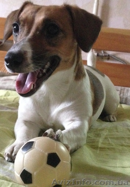 Щенки Джек-Рассел - <ro>Изображение</ro><ru>Изображение</ru> #3, <ru>Объявление</ru> #1282334