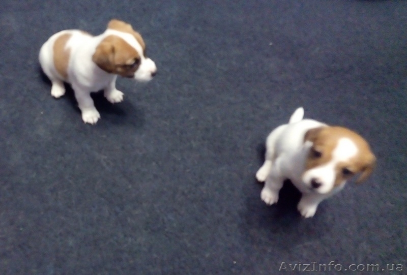Щенки Джек-Рассел - <ro>Изображение</ro><ru>Изображение</ru> #4, <ru>Объявление</ru> #1282334