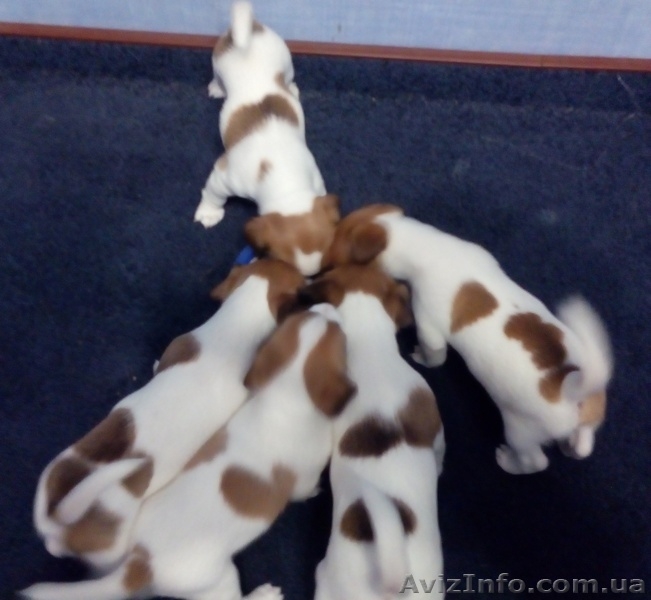 Щенки Джек-Рассел - <ro>Изображение</ro><ru>Изображение</ru> #5, <ru>Объявление</ru> #1282334