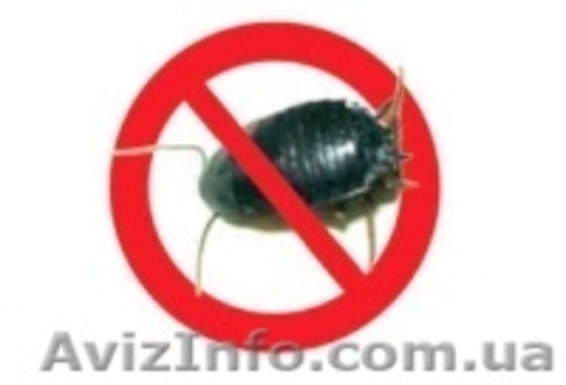 Уничтожение Насекомых, тараканов, Клопов, крыс, мышь, клещей - <ro>Изображение</ro><ru>Изображение</ru> #4, <ru>Объявление</ru> #1275798