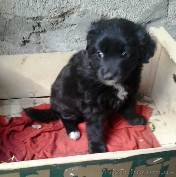 Отдам в хорошие руки!!!.  - <ro>Изображение</ro><ru>Изображение</ru> #4, <ru>Объявление</ru> #1284782