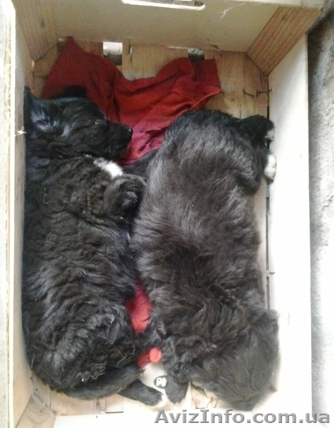 Отдам в хорошие руки!!!.  - <ro>Изображение</ro><ru>Изображение</ru> #3, <ru>Объявление</ru> #1284782