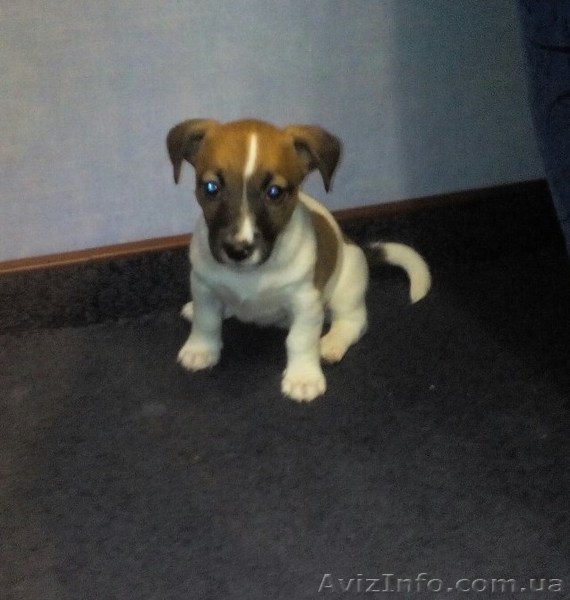 Щенки Джек-Рассел - <ro>Изображение</ro><ru>Изображение</ru> #6, <ru>Объявление</ru> #1282334