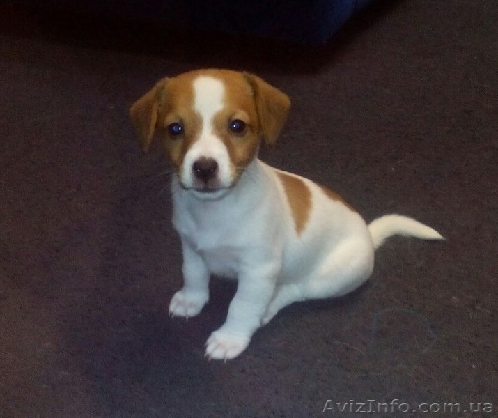 Щенки Джек-Рассел - <ro>Изображение</ro><ru>Изображение</ru> #7, <ru>Объявление</ru> #1282334