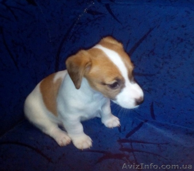 Щенки Джек-Рассел - <ro>Изображение</ro><ru>Изображение</ru> #8, <ru>Объявление</ru> #1282334