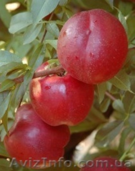 НОВЫЕ сорта саженцев персиков и нектаринов (США) от производителя!!! - <ro>Изображение</ro><ru>Изображение</ru> #7, <ru>Объявление</ru> #1311799