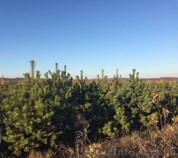 Новогодние сосны / елки оптом - <ro>Изображение</ro><ru>Изображение</ru> #3, <ru>Объявление</ru> #1325074