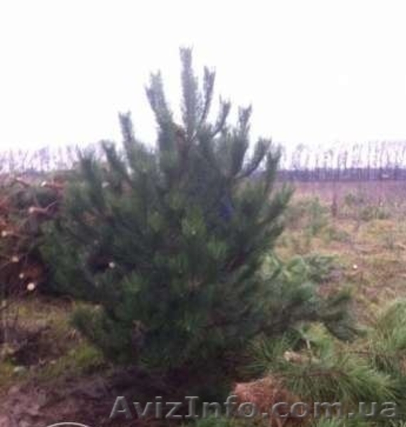 Новогодние сосны / елки оптом - <ro>Изображение</ro><ru>Изображение</ru> #4, <ru>Объявление</ru> #1325074