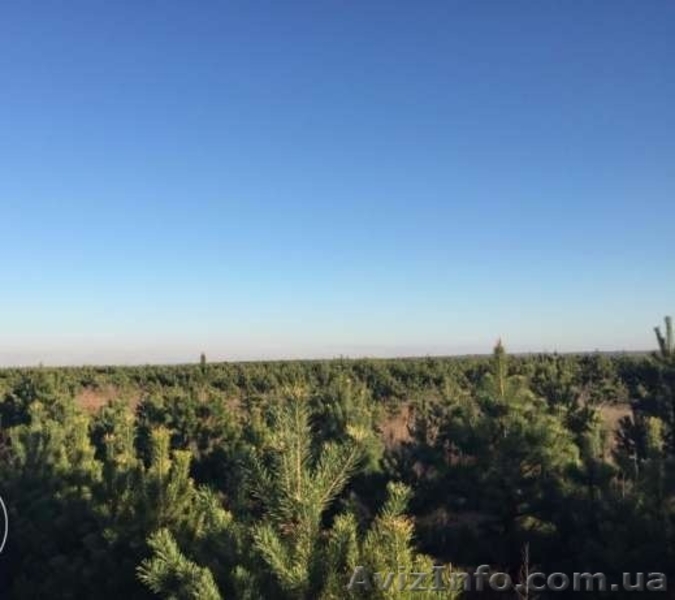 Новогодние сосны / елки оптом - <ro>Изображение</ro><ru>Изображение</ru> #5, <ru>Объявление</ru> #1325074