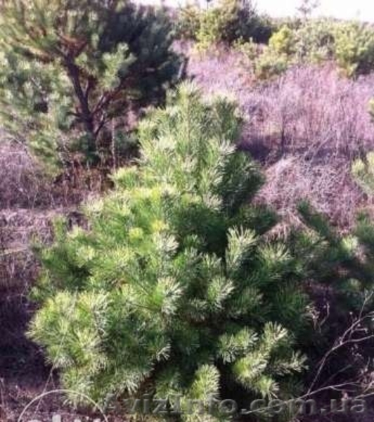 Новогодние сосны / елки оптом - <ro>Изображение</ro><ru>Изображение</ru> #6, <ru>Объявление</ru> #1325074