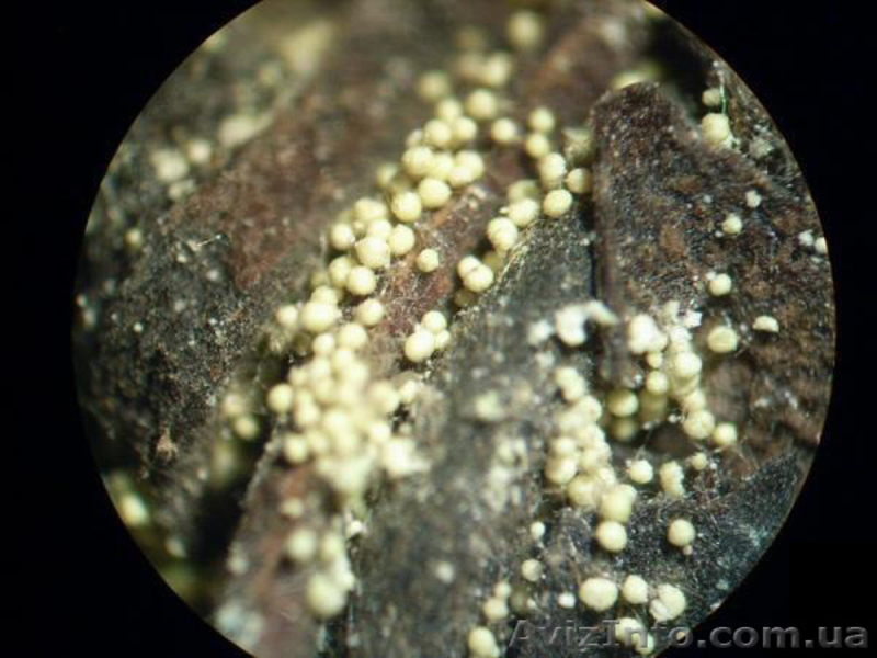 Китайский фу-чай "Те Джи Фу Джуань", с лечебными свойствами. - <ro>Изображение</ro><ru>Изображение</ru> #5, <ru>Объявление</ru> #1325975