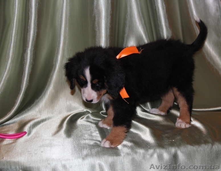 бернский зенненхунд, щенки продам - <ro>Изображение</ro><ru>Изображение</ru> #3, <ru>Объявление</ru> #1329947