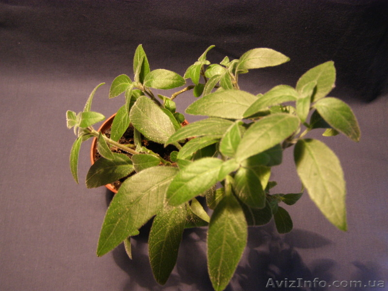 Продам Ruellia caroliniensis - <ro>Изображение</ro><ru>Изображение</ru> #3, <ru>Объявление</ru> #877992