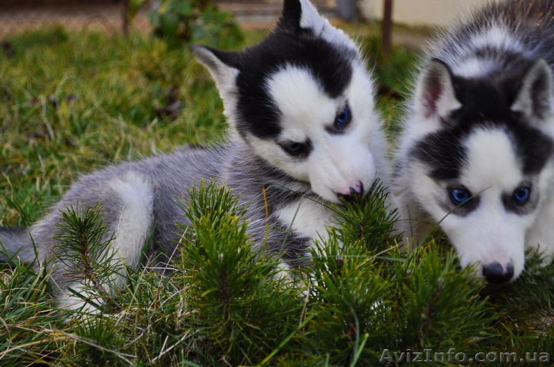 Сибирский хаски щенки КСУ FCI - <ro>Изображение</ro><ru>Изображение</ru> #5, <ru>Объявление</ru> #816854