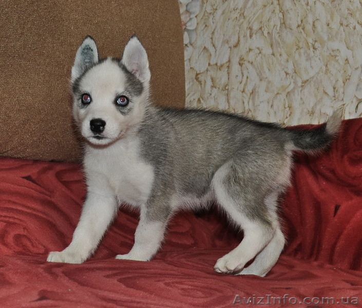 Сибирский хаски щенки КСУ FCI - <ro>Изображение</ro><ru>Изображение</ru> #3, <ru>Объявление</ru> #816854