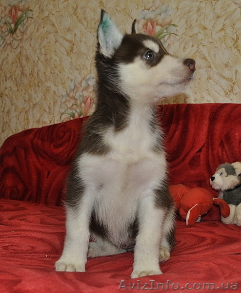 Сибирский хаски щенки КСУ FCI - <ro>Изображение</ro><ru>Изображение</ru> #6, <ru>Объявление</ru> #816854