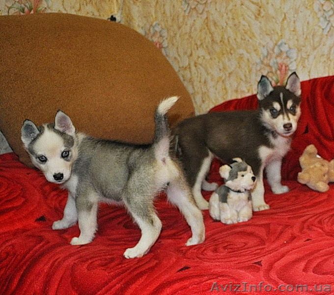 Сибирский хаски щенки КСУ FCI - <ro>Изображение</ro><ru>Изображение</ru> #7, <ru>Объявление</ru> #816854