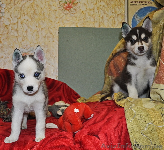 Сибирский хаски щенки КСУ FCI - <ro>Изображение</ro><ru>Изображение</ru> #8, <ru>Объявление</ru> #816854