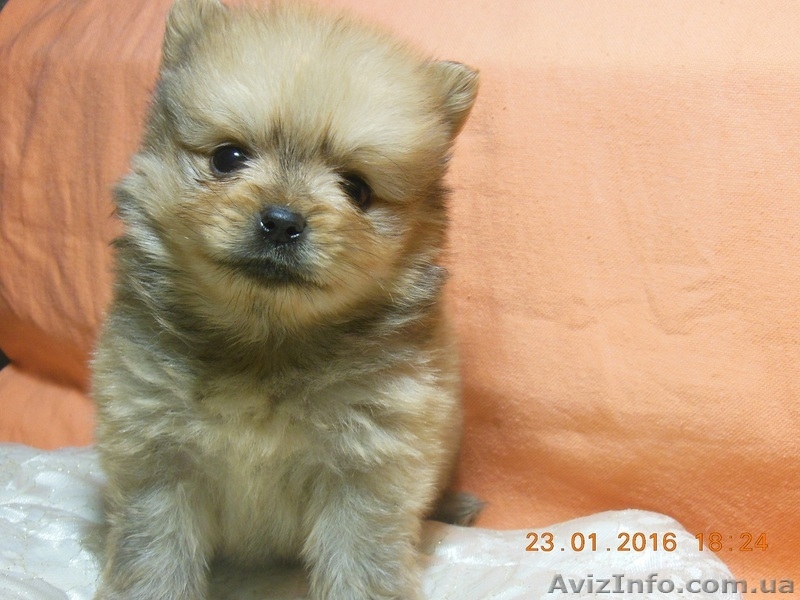 Лучший подарок -лучшие друзья на долгие годы. - <ro>Изображение</ro><ru>Изображение</ru> #4, <ru>Объявление</ru> #1364367