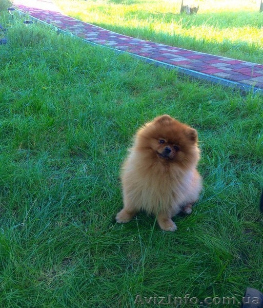 Лучший подарок -лучшие друзья на долгие годы. - <ro>Изображение</ro><ru>Изображение</ru> #5, <ru>Объявление</ru> #1364367