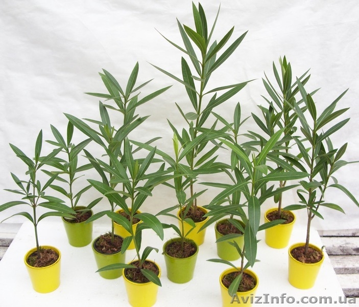 Олеандр 2х годичные саженцы - <ro>Изображение</ro><ru>Изображение</ru> #4, <ru>Объявление</ru> #1355452
