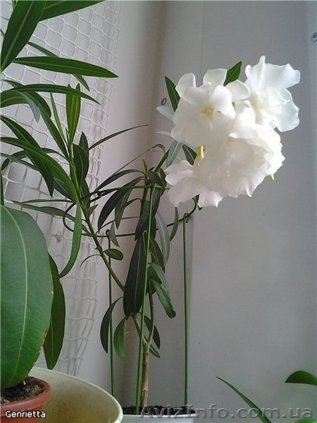 Олеандр 2х годичные саженцы - <ro>Изображение</ro><ru>Изображение</ru> #3, <ru>Объявление</ru> #1355452